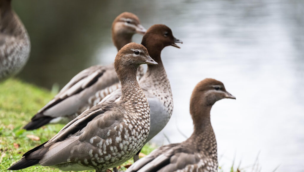 patos turcos maúllan para comer