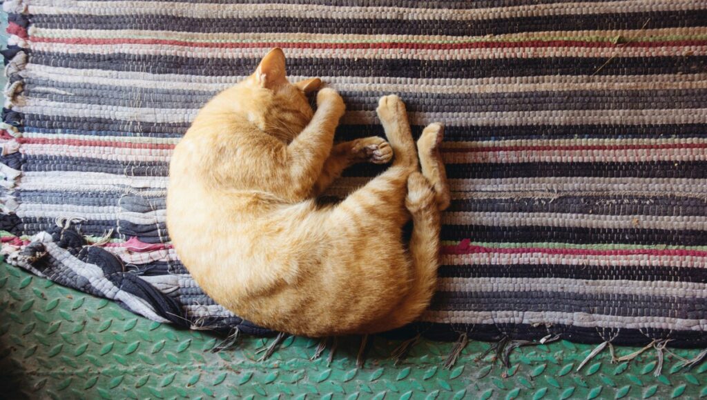 peores croquetas para gatos