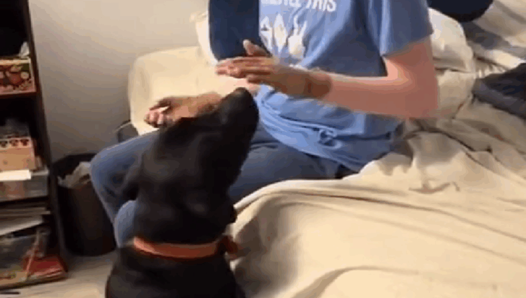 Perrito callejero calma a persona autista