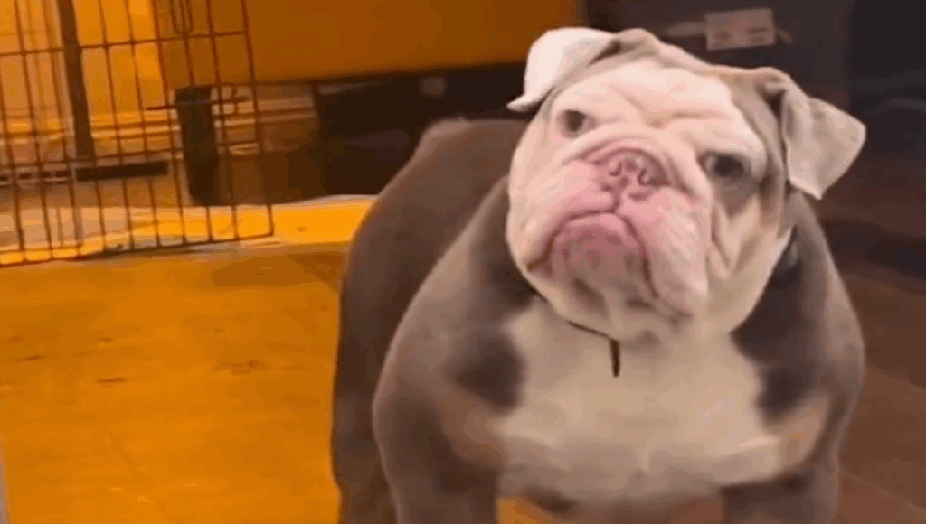 perrito molesto porque no le dan de cenar
