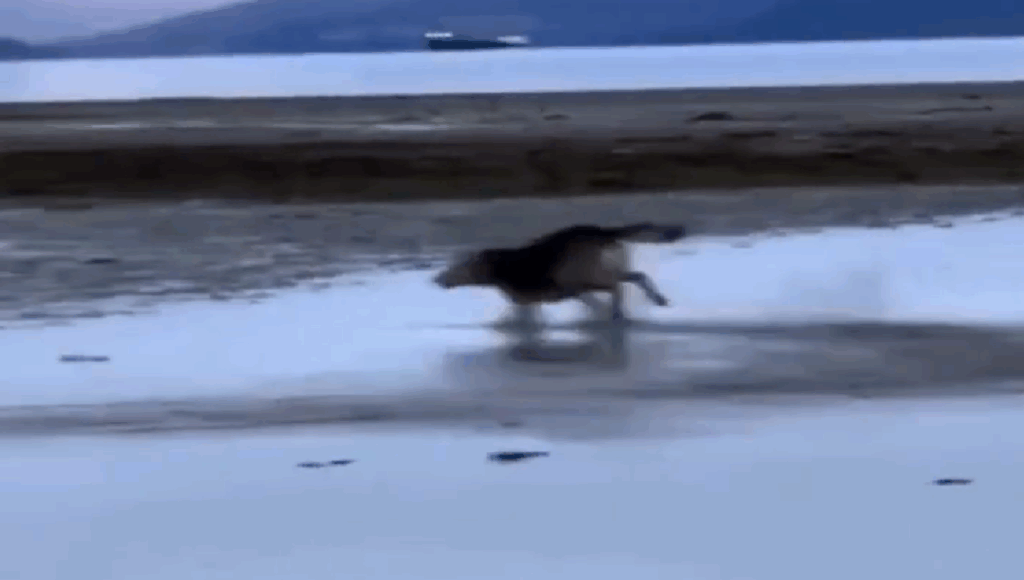 perrito rescatado visita la playa