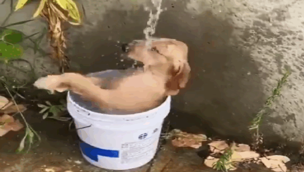 Perrito se baña dentro de una pequeña cubeta