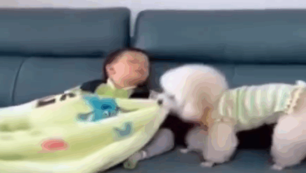 Perrito tapa a su dueño