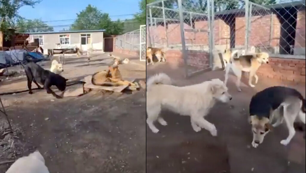 perro alfa pone final a una pelea con su sola presencia