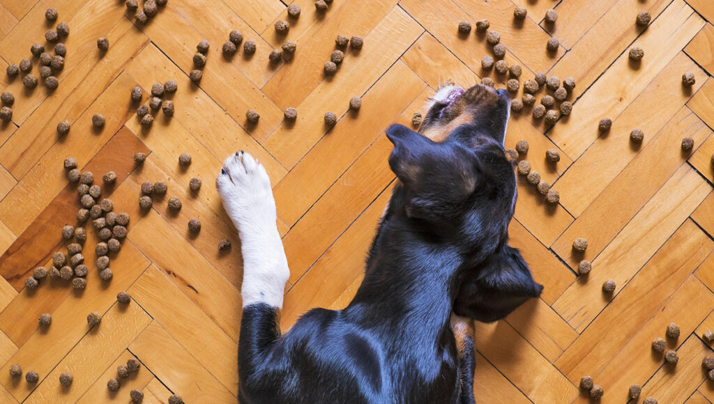 perro marca ganador croquetas que tan bueno es alimentacion