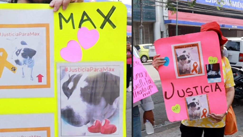 perro max asesinado a tiros por parte de un medico militar