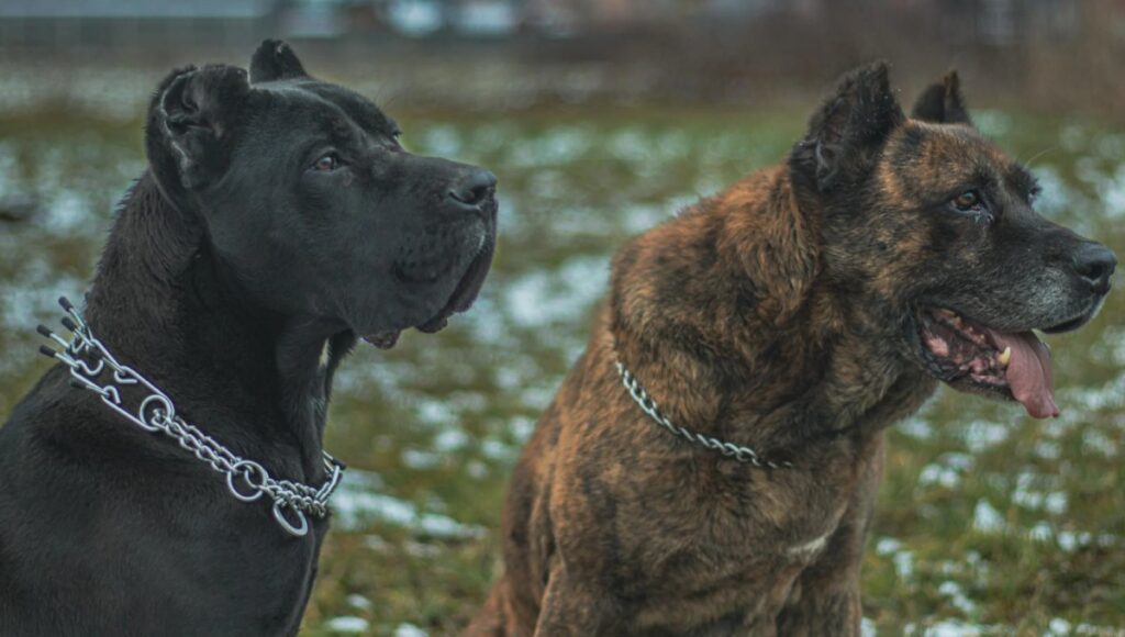 Mordida para perros fuertes