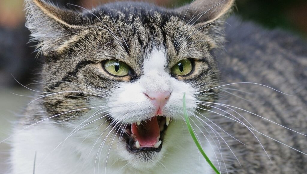 Plantas anti estrés para gatos