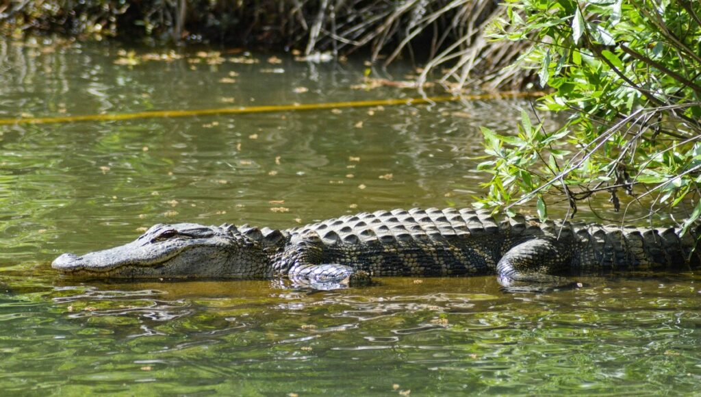 por que los cocodrilos sobrevivieron a las extinciones
