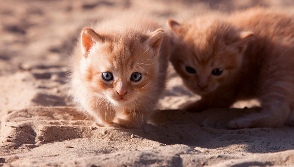 por que los gatos duermen a los pies de sus dueños