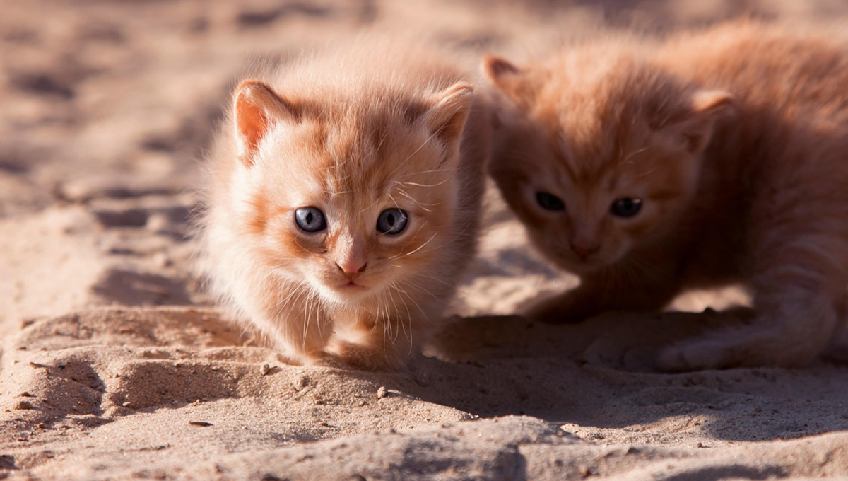 por que los gatos duermen a los pies de sus dueños