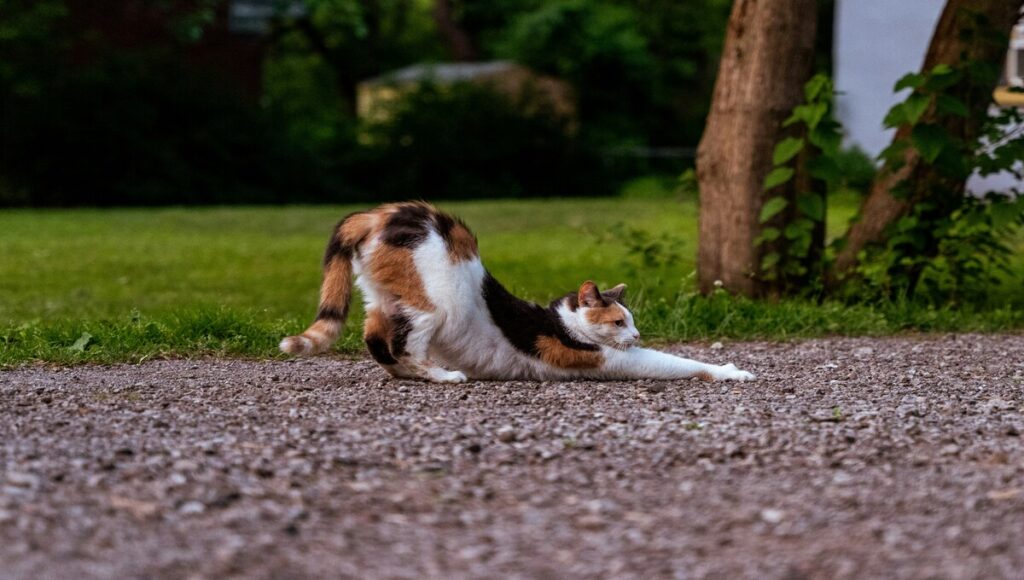 por que los gatos se estiran