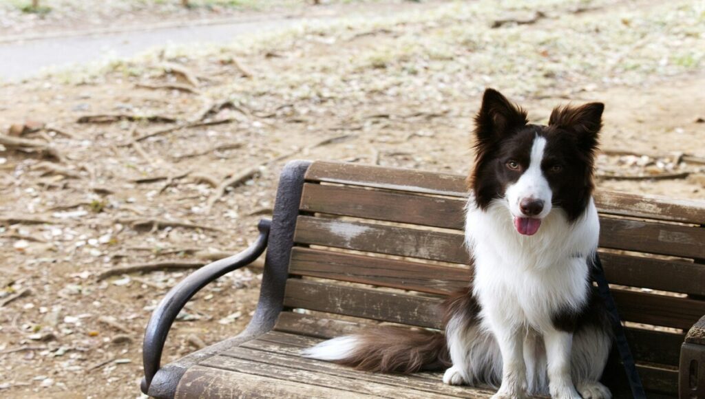 perros lamen los pies de sus dueños