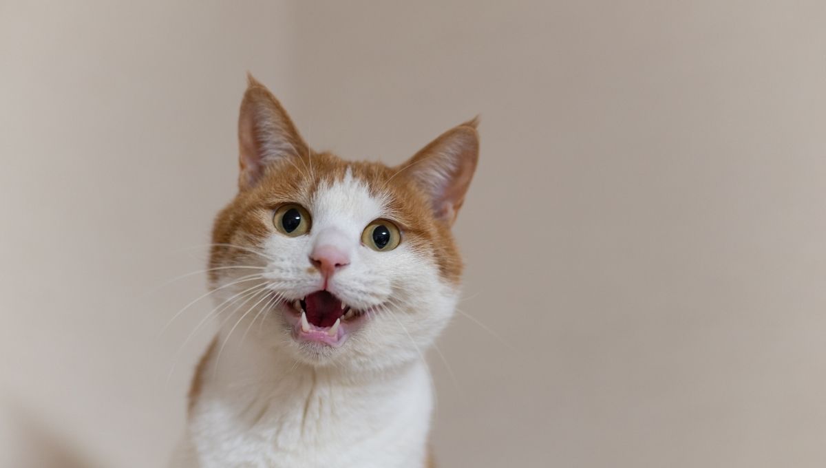 Por qué un gato jadea