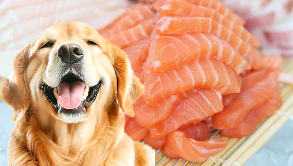 ¿Qué es mejor para los perros, el pollo o el salmón?