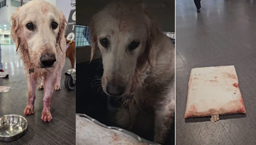 que les paso a las perritras maple y nutella que fueron maltratadas por la linea aeromexico
