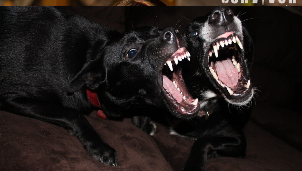 Qué significa que mi perro me muerda suave