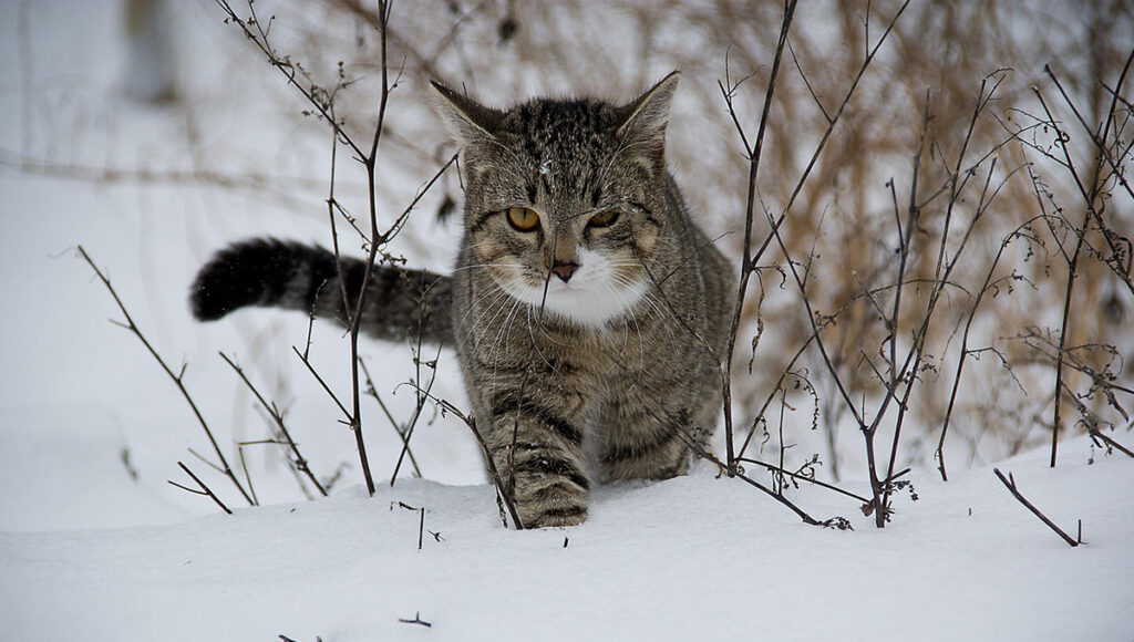 que significa que un gato grune