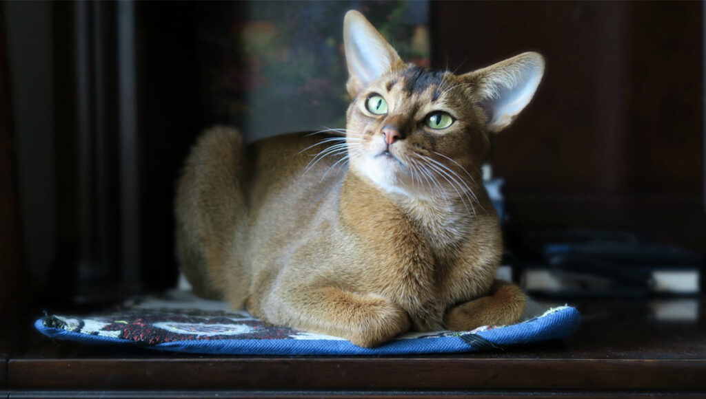 que significa que un gato muera con los ojos abiertos