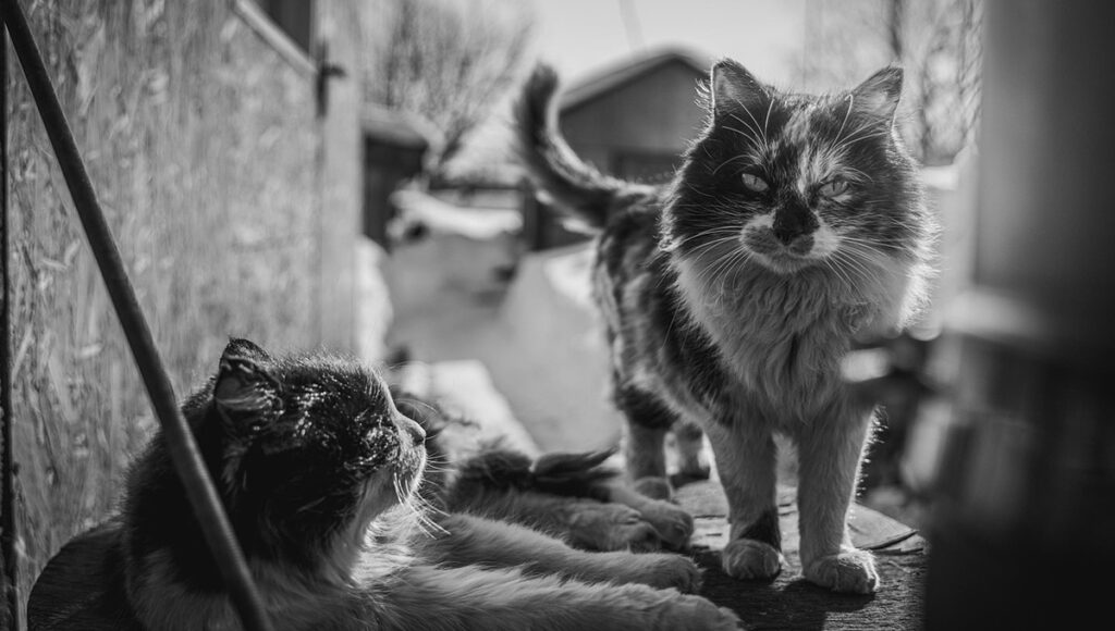 que significa que un gato muera de manera repentina
