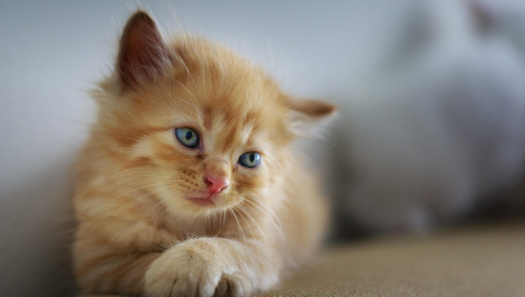 Qué significan las lagrimas de gato recreación