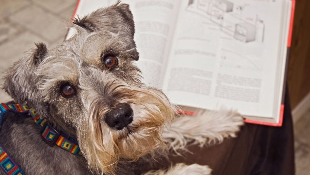 Razas de perros más inteligentes
