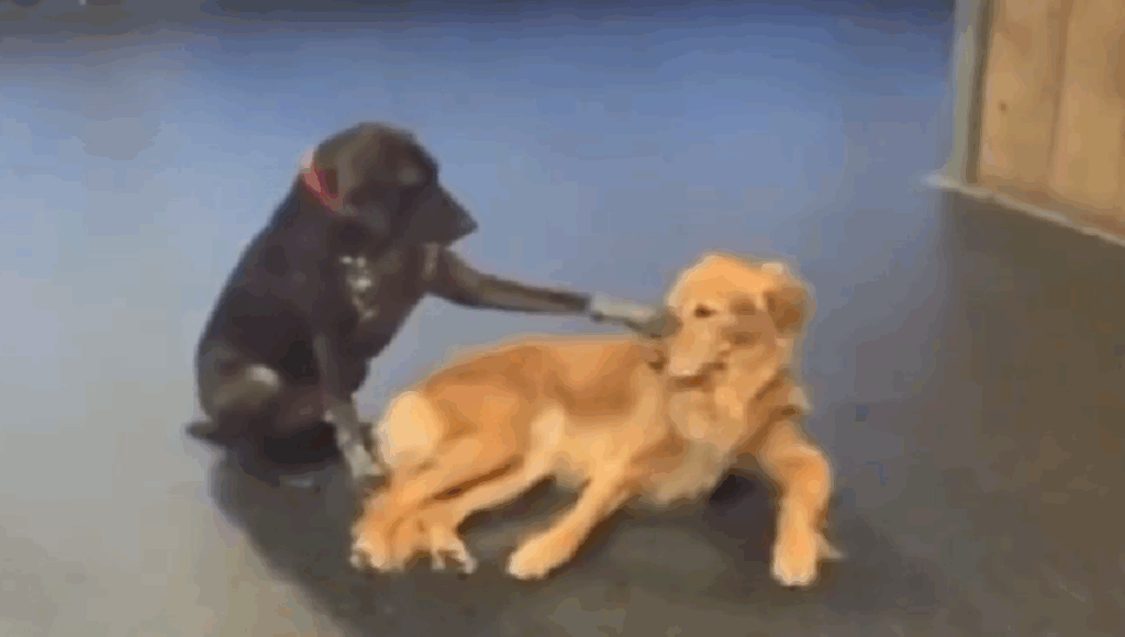 perrita que acaricia a sus compañeros