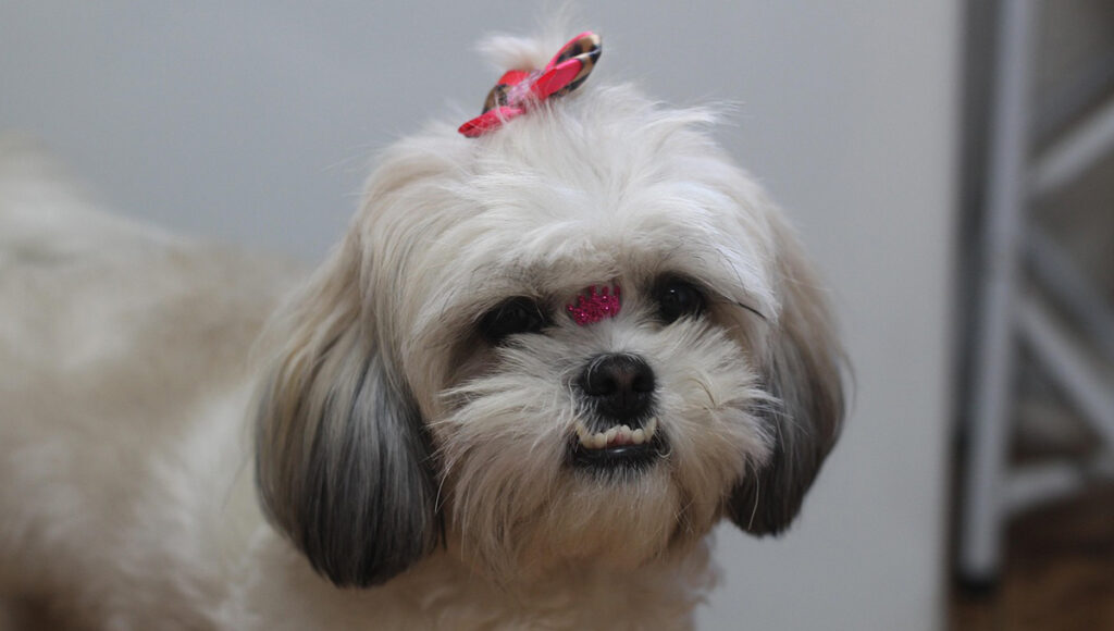 shih tzu perros razas 5 tipos