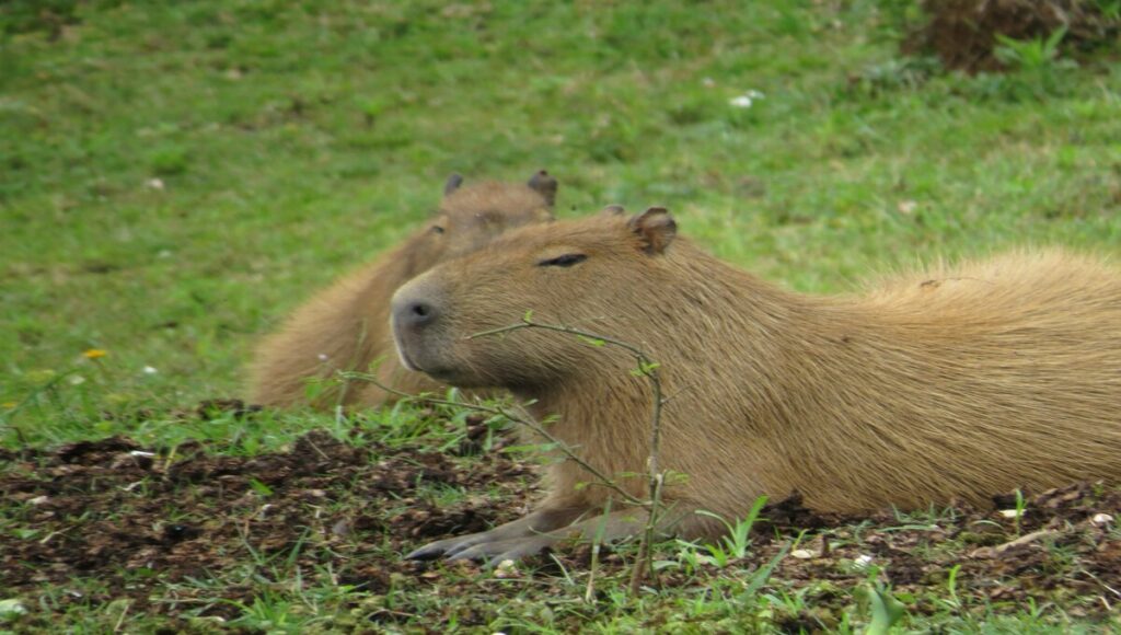 capibara como mascota