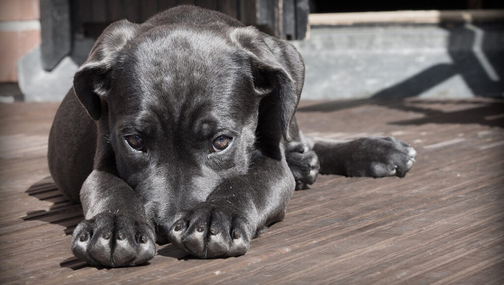 Tiki el perrito viral rescatado en TikTok