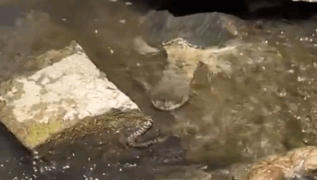 tortugas comen víboras