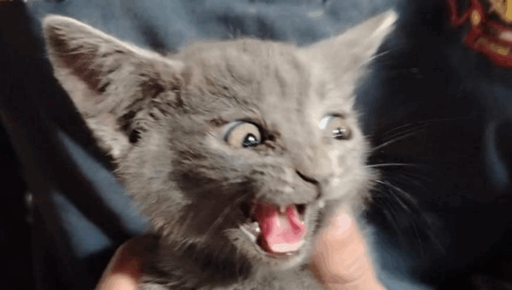 gato fue rescatado por bomberos