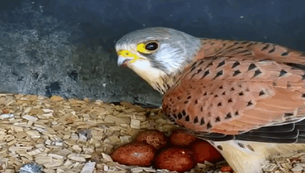proceso de vida de un pájaro
