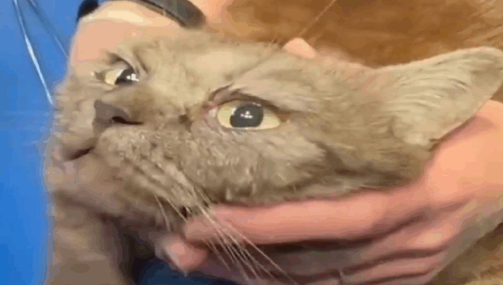 espiga del ojo de un gato