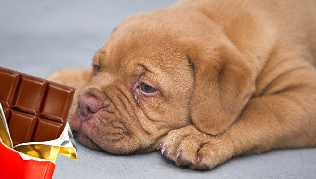 ¿Por qué mi perro comió chocolate y no le pasó nada?