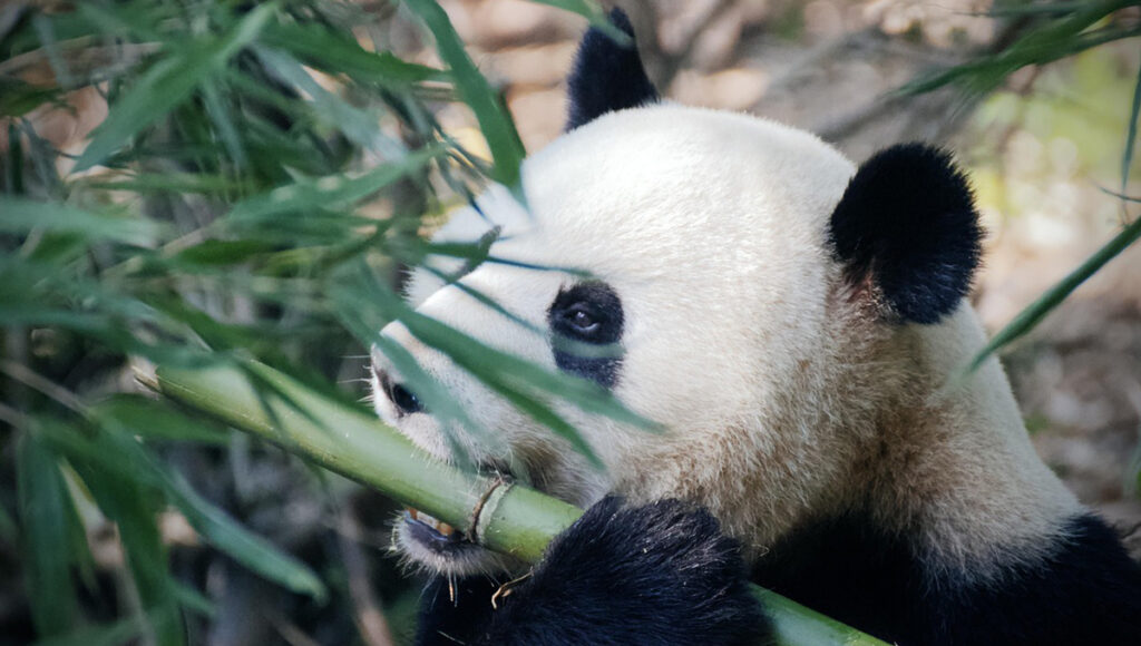 XinXin: ¿Qué significa el nombre del oso panda de Chapultepec?