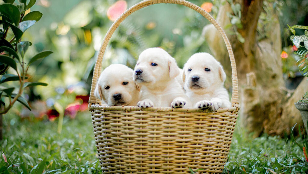 A qué edad se esterilizan las mascotas