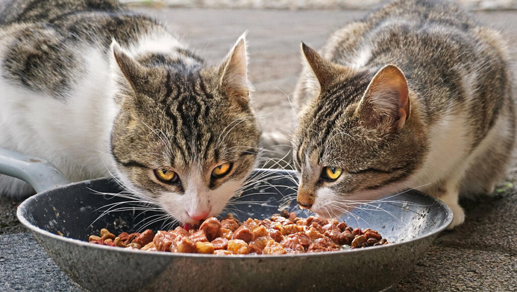 Alimento húmedo para gatos alimentación