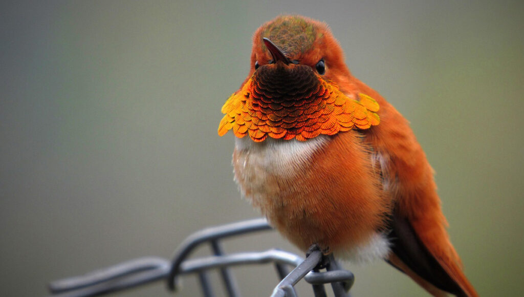 Alimento para aves Macao