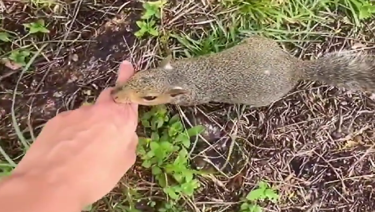 ardilla lleva a su humana a su guarida