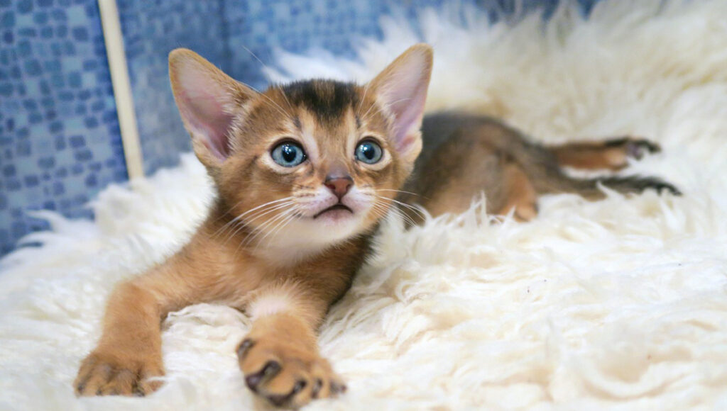 ¿Por qué los gatos se obsesionan con una cobija?
