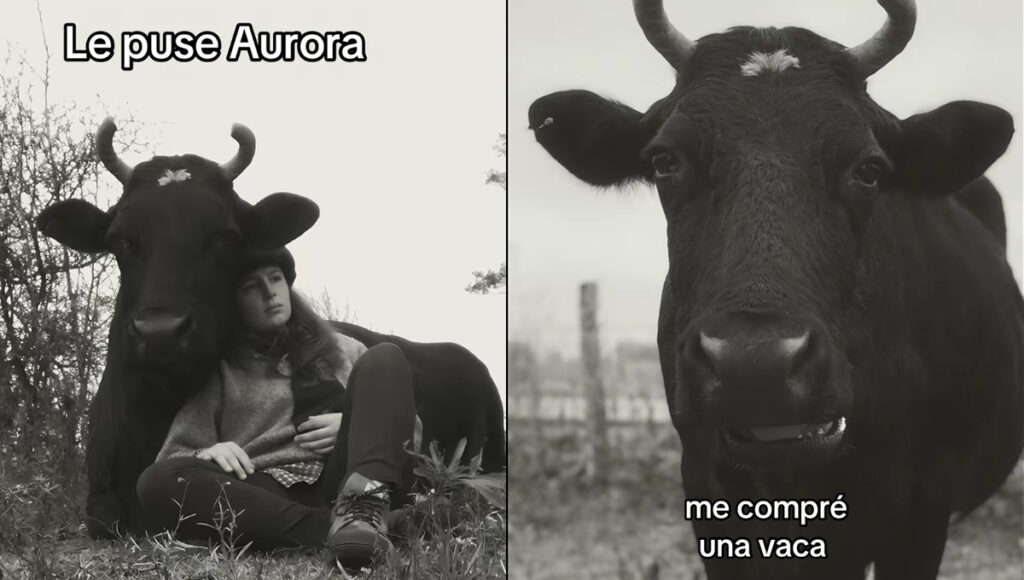 Aurora la vaca que tuvo un desgarrador final