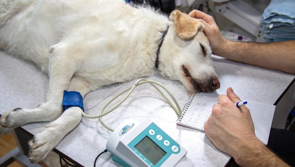 ¿Cuáles son los beneficios de esterilizar a tus mascotas?