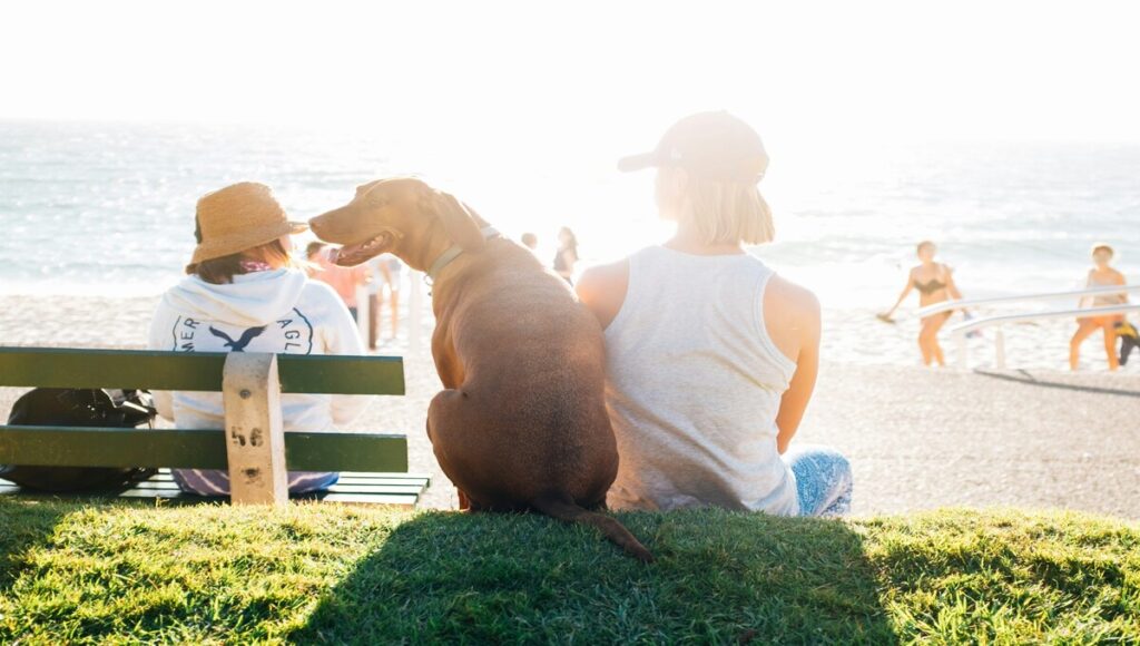 terapia con perros