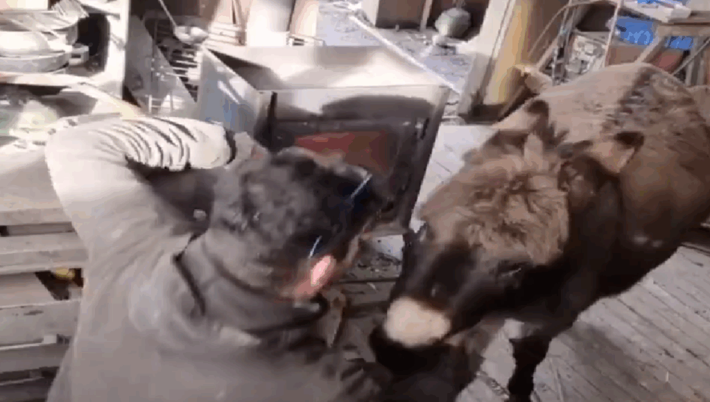 burro busca abrazo
