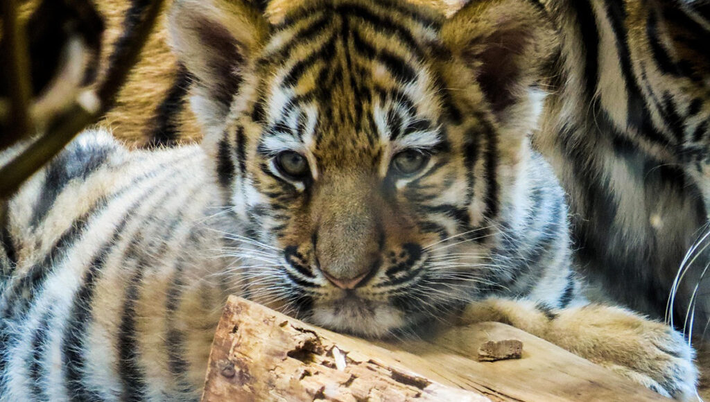 Un cachorro tigre bengala es rescatado de una taquería