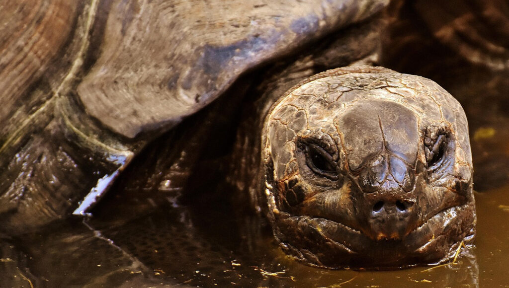 Campamentos tortugueros y cómo ser volunturario