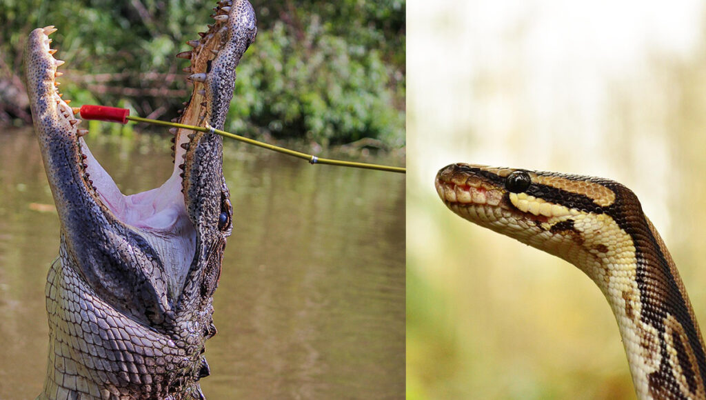 Un cocodrilo devoró a una serpiente en un parque de Tabasco