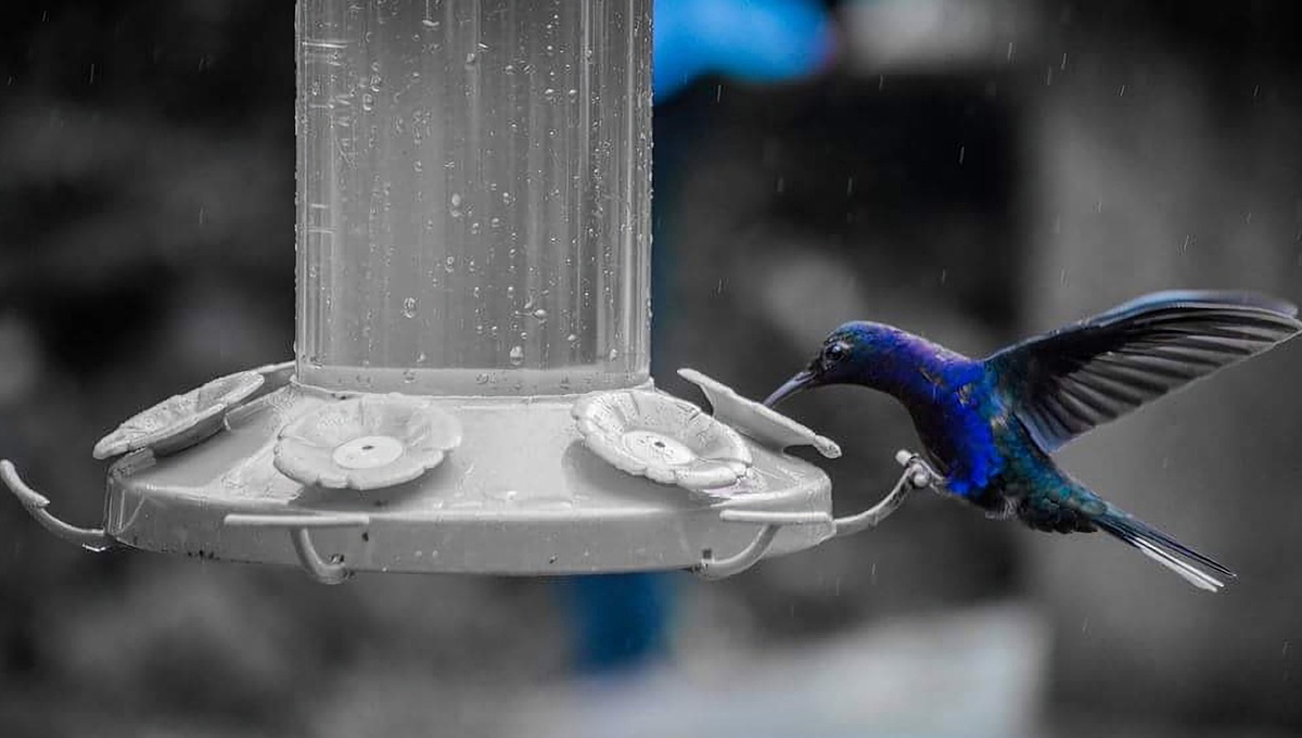 Colibrís de color azul oscuro significado que lleguen a tu vida