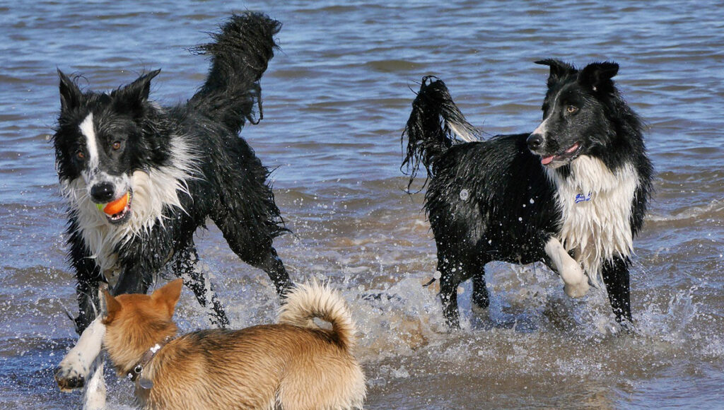 ¿Cómo cuidar a las mascotas en huracanes e inundaciones?